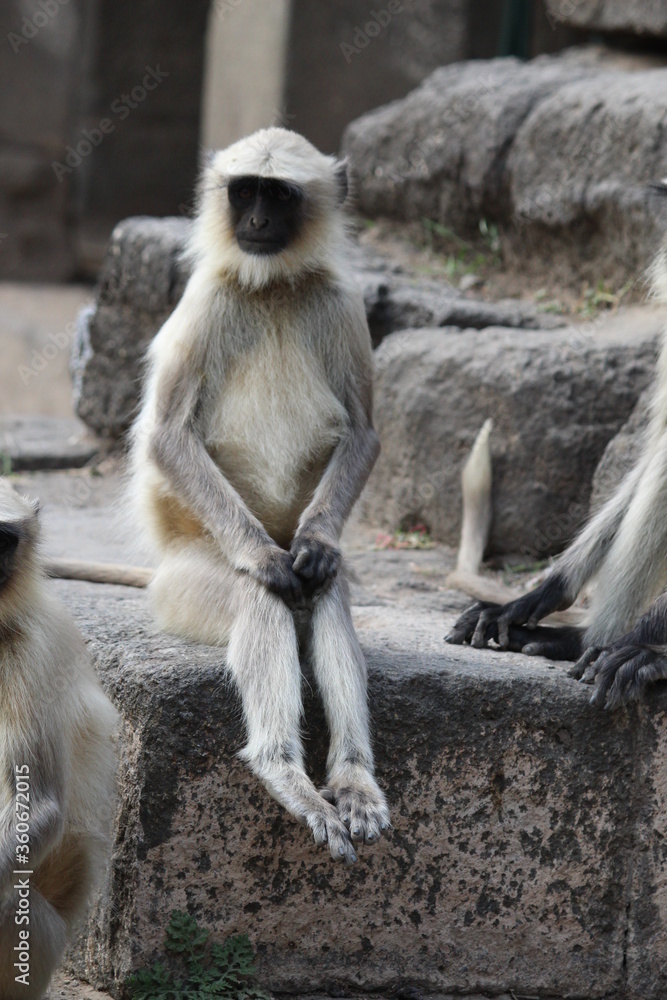 Obraz premium monkey, black face, asian monkey