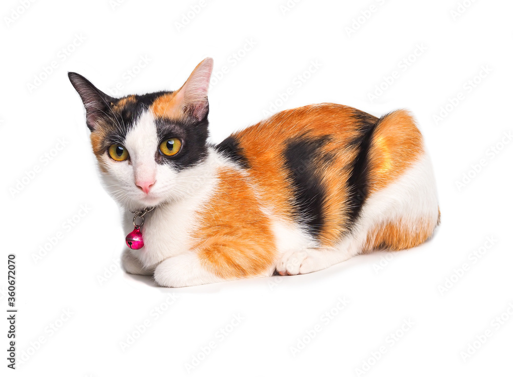 Cats cute three colored  wearing a silver necklace and a pink bell  isoleted on white background.