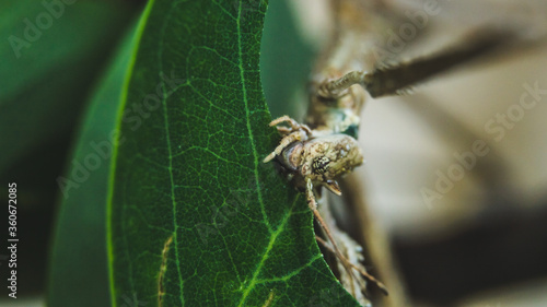 stick insect horned head macro photography camouflage terrarium breeding insect eating green leaf feeding animal