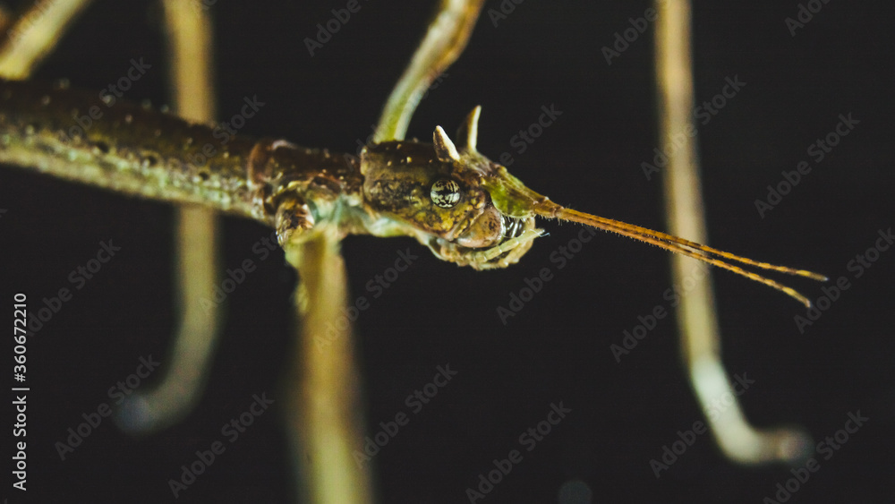 stick insect horned head macro photography camouflage terrarium breeding
