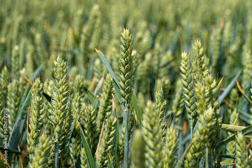 Barley Grain growing in Green Field