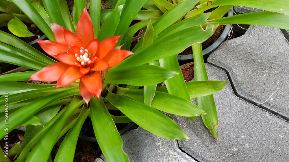 Obraz premium red tropical flower