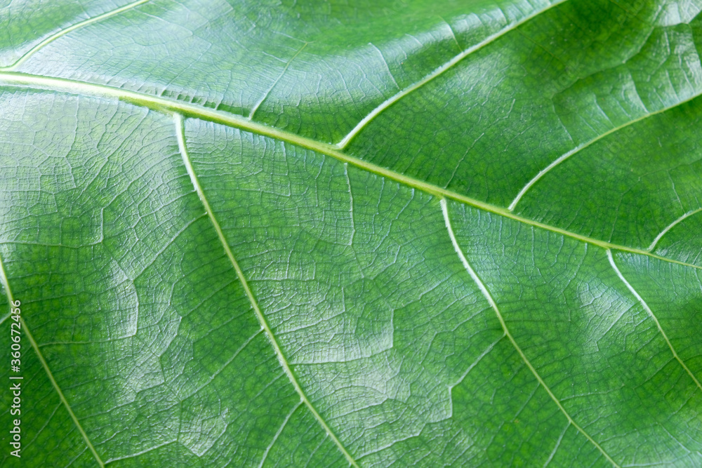 Selective focus and close up shot of green leaf. Natural background concept Selective focus and close up shot of green leaf. Natural background concept