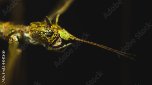 stick insect horned head macro photography camouflage terrarium breeding photo