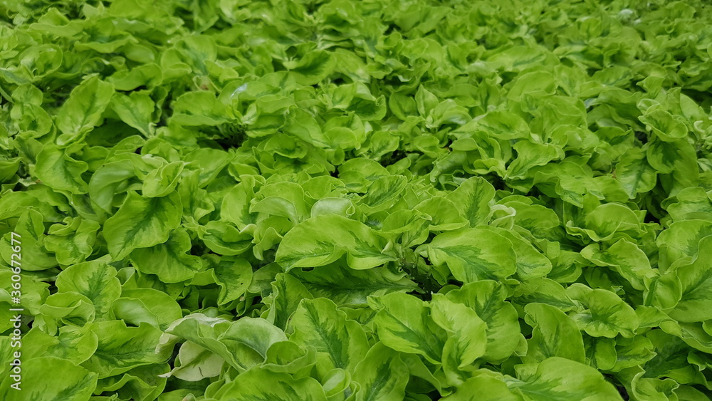 fresh green lettuce fresh green lettuce
