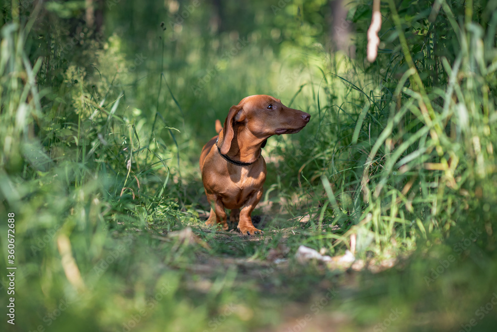 Portrait of a dachshund in a summer forest.