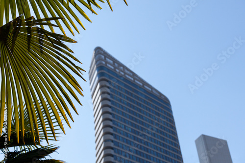 Palm tree with a skyscraper in the background. Contrast concept. Palm tree and island concept with a high rise tower in the background. Holiday or business? Skyscraper in tropic island. © Caner