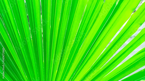 Trachycarpus palm leaf background. Tropical palm leaves. Concept summer holidays  vacation and relaxation  sea and beach. Close up