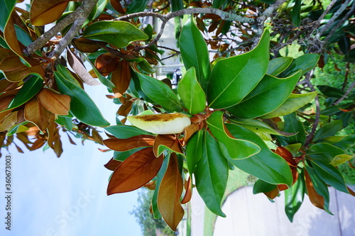 Magnolia denudata tree and flower photo