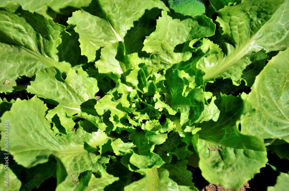 lactuca sativa crescendo na horta lactuca sativa crescendo na horta