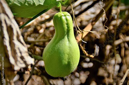 Um fruto do Sechium edule na horta photo