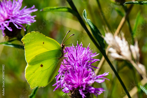 papillon citron sur cirse des champs
 photo