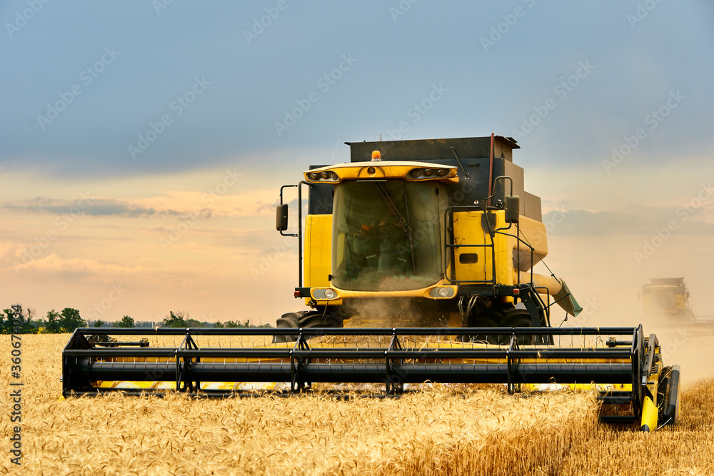 Fototapeta premium Combine harvesters working in wheat field with cloudy moody sky. Harvesting machine driver cutting crop in a farmland. Agriculture theme, harvesting season.