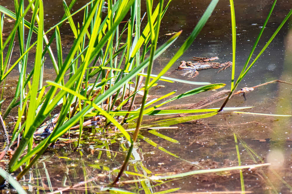 Obraz premium grenouille verte