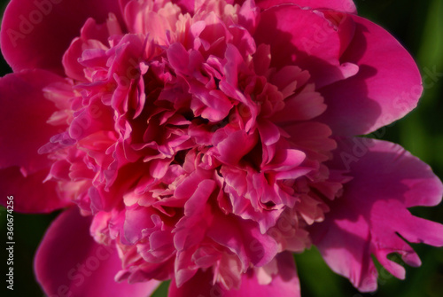 Red peony in the middle of spring