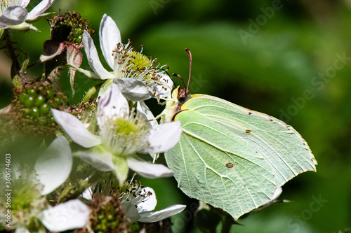 Obraz na plátně papillon citron sur fleur de murier