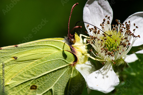 Fototapeta papillon citron sur fleur de murier
