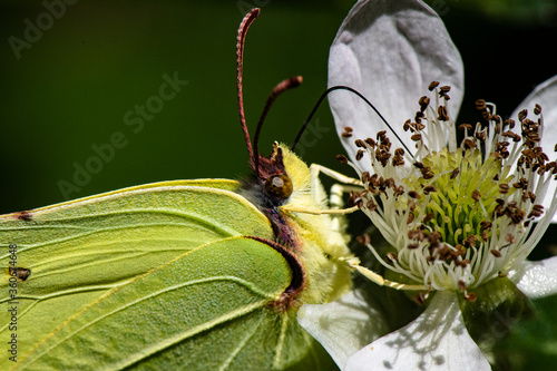Schilderij op canvas papillon citron sur fleur de murier