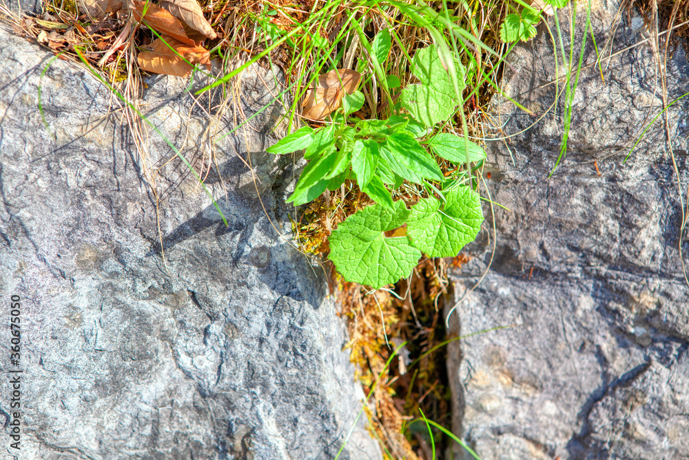 Green plant growing up through the stone rock . Fragile vegetation grows in stone Green plant growing up through the stone rock . Fragile vegetation grows in stone