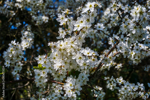 Meer weißer Kirschblüten wachsen als Busch, Nahaufnahme im Frühjahr, Deutschland.