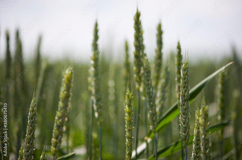 background with green spikelets closeup background with green spikelets closeup
