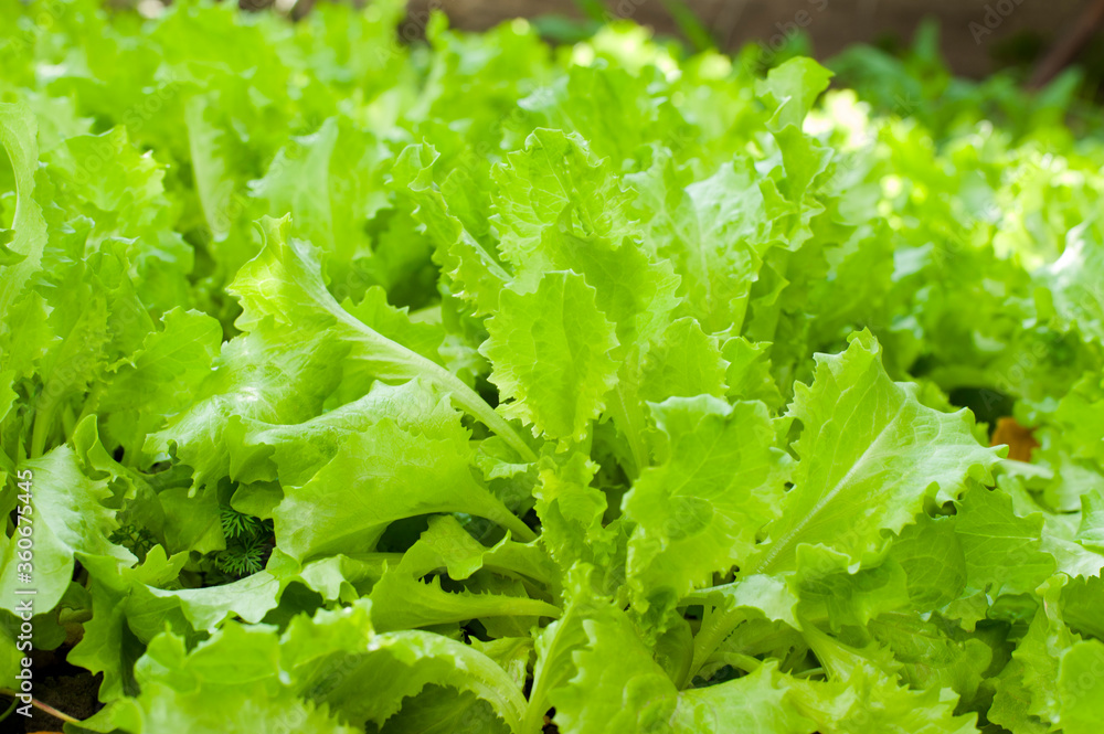 green lettuce in the garden
green lettuce in the garden
