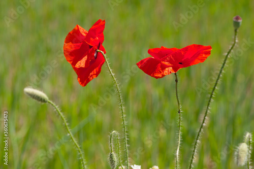  red poppy flowers in green grass