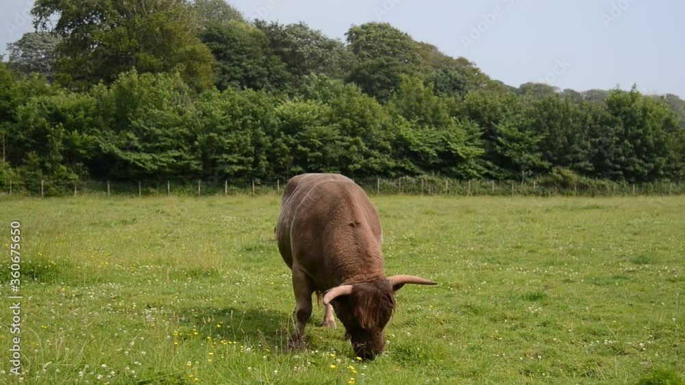 Bull in field in Barrow-in-furness, Cumrbia, England, UK Bull in field in Barrow-in-furness, Cumrbia, England, UK
