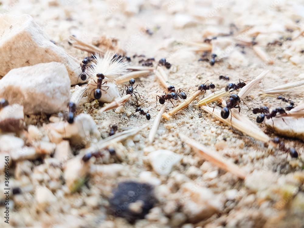 ants workers working delivering things to their nest through a road ants workers working delivering things to their nest through a road