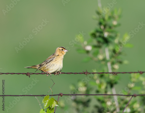 Grasshopper Sparrow Sitting on a Fence Wire