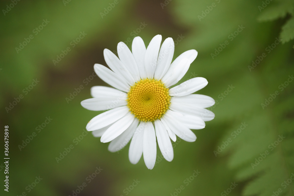 Bright white Chamomile flower in juicy green fern leaves. Summer and spring concept, copy space Bright white Chamomile flower in juicy green fern leaves. Summer and spring concept, copy space