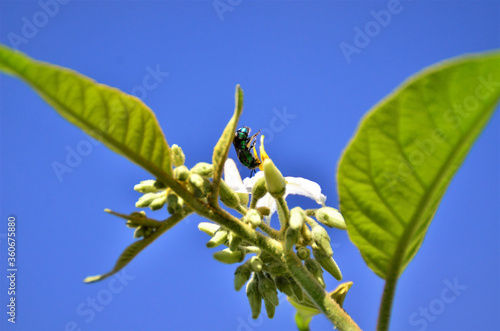 Solanum paniculatum repleto de brotos de flores no campo