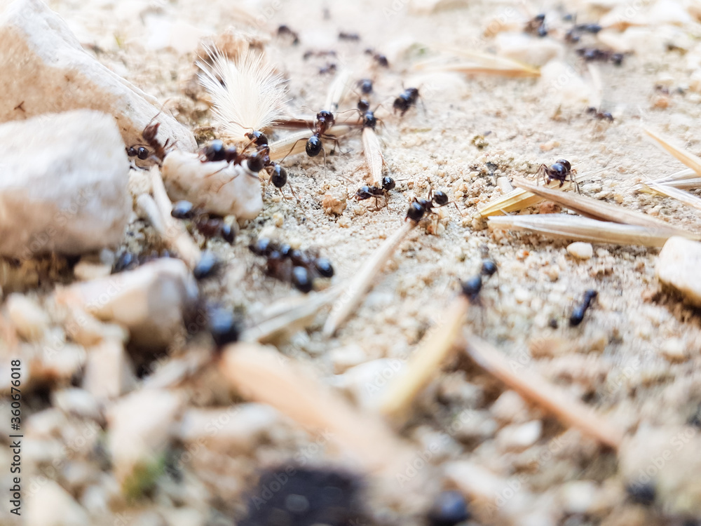 ants workers working delivering things to their nest through a road ants workers working delivering things to their nest through a road