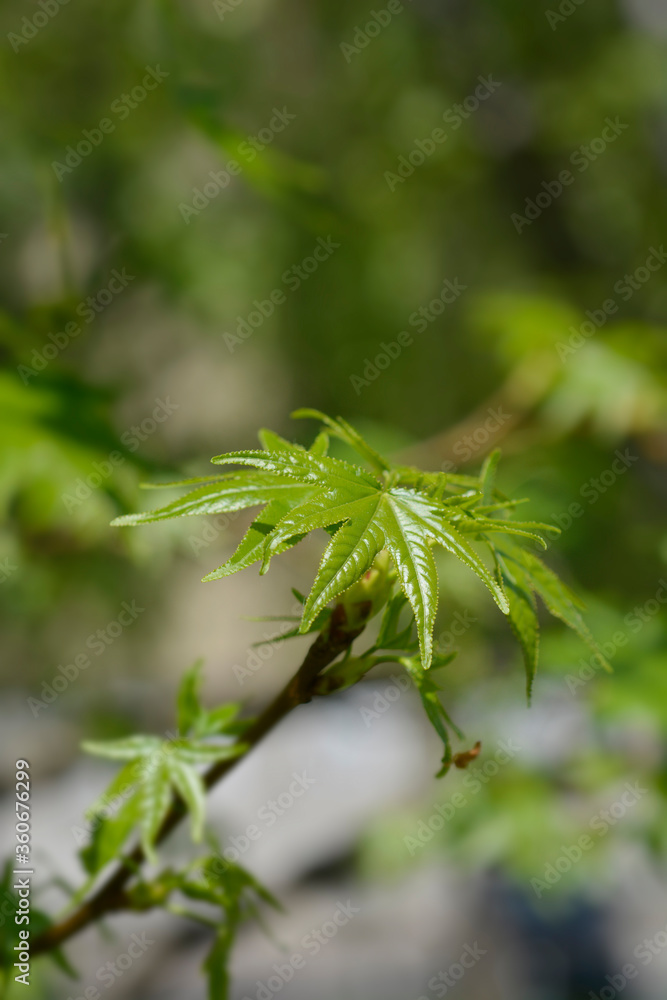 American sweetgum American sweetgum