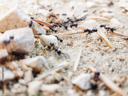 ants workers working delivering things to their nest through a road © sea and sun
