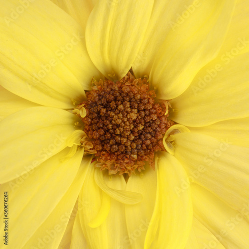 Yellow Daisy close up detail in natural light