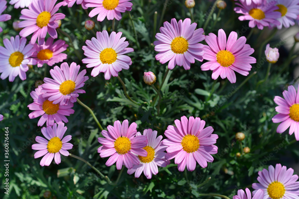 Fototapeta premium Marguerite daisy