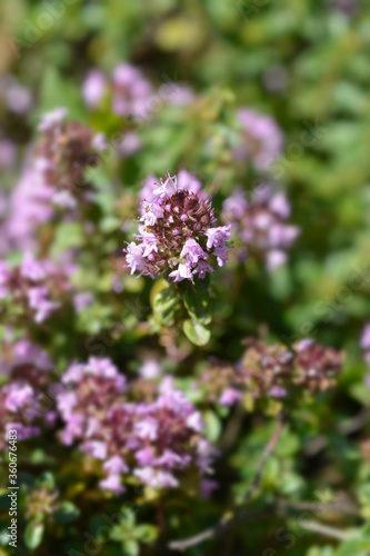 Larger wild thyme