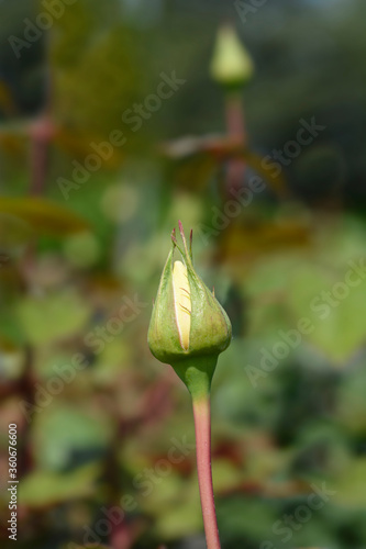 Nicolas Hulot Rose photo