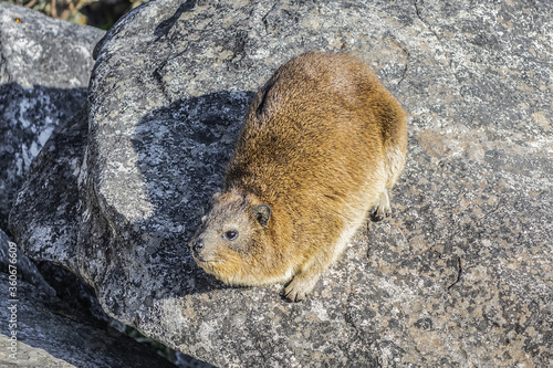 Rock hyrax (Procavia capensis) or dassie (rock badger, rock rabbit, Cape hyrax) on the rock on Table Mountain. Table Mountain overlooking the city of Cape Town, South Africa