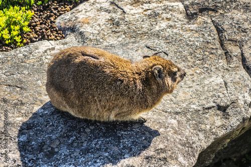 Rock hyrax (Procavia capensis) or dassie (rock badger, rock rabbit, Cape hyrax) on the rock on Table Mountain. Table Mountain overlooking the city of Cape Town, South Africa