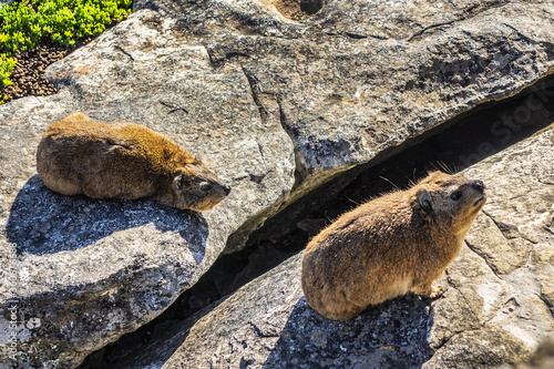 Rock hyrax (Procavia capensis) or dassie (rock badger, rock rabbit, Cape hyrax) on the rock on Table Mountain. Table Mountain overlooking the city of Cape Town, South Africa