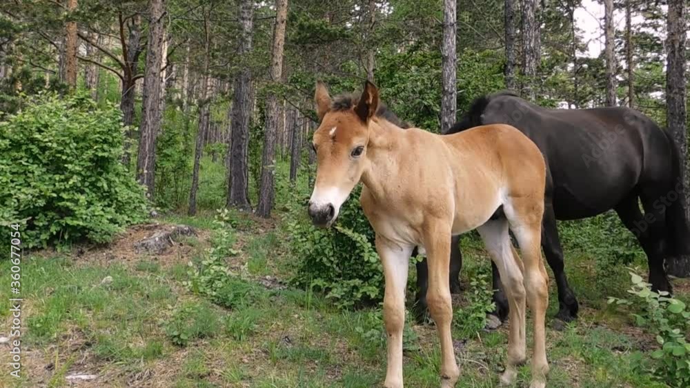 Foal and two horses in the forest pinching grass, looking at the camera