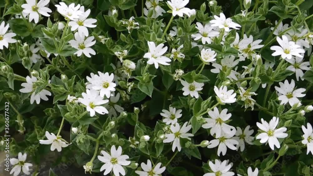 Small white flowers sway from the wind Small white flowers sway from the wind