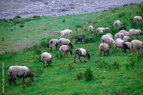 A flock of sheep in Qinghai