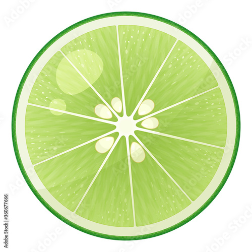 すだちの断面のイラスト_真上