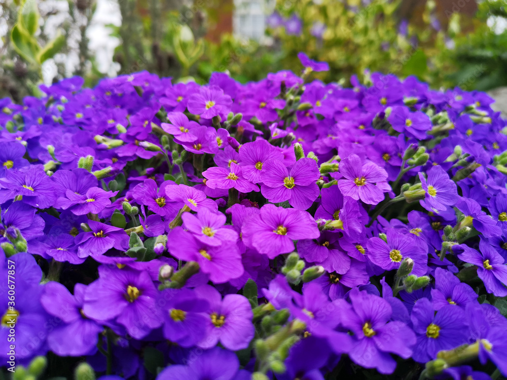 purple flowers in the garden purple flowers in the garden