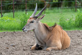 Common Eland (Taurotragus oryx) is the largest of the African antelope species.