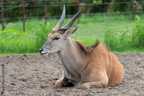 Konstfotografi Common Eland (Taurotragus oryx) is the largest of the African antelope species
