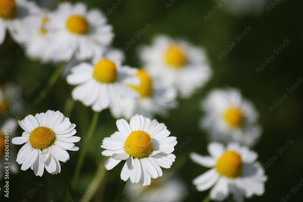 close up of wild chamomille in a field close up of wild chamomille in a field